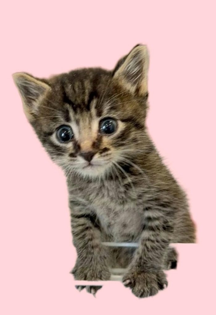 ,   ,   .    .     ,   ,  , ,  , , 