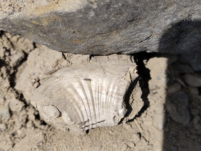 А это думал окаменелость, а оказалось кусочек дерева современного.