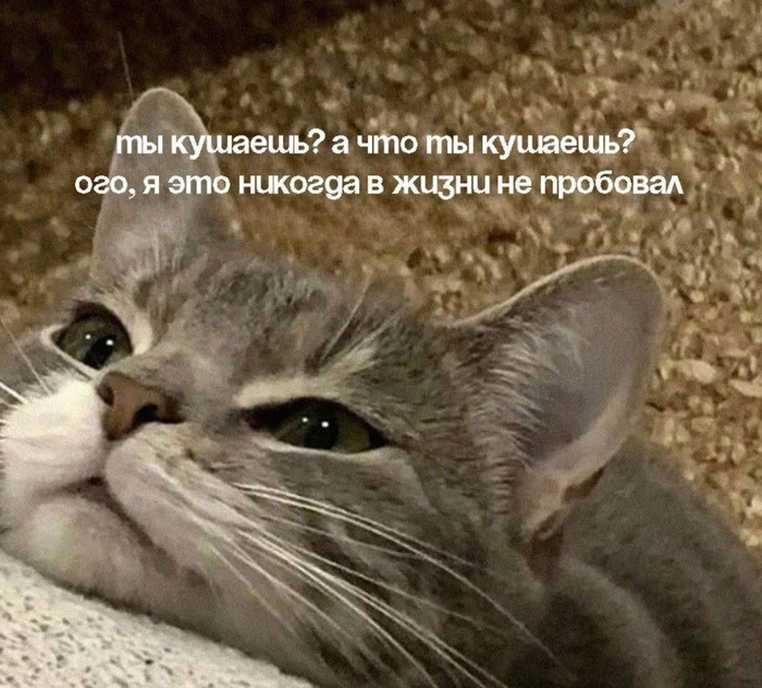 ,     ! ,   , , Telegram (), 