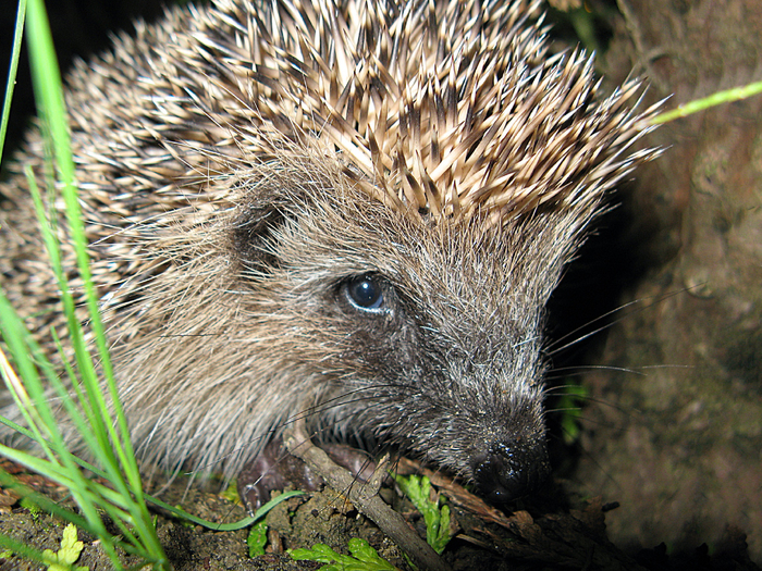     .  ,  .  ,  .               .