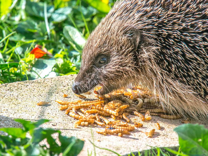  ,     .  36      ,   !