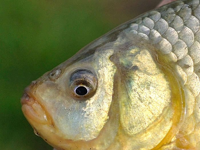   ,      .    !   ,          .     .