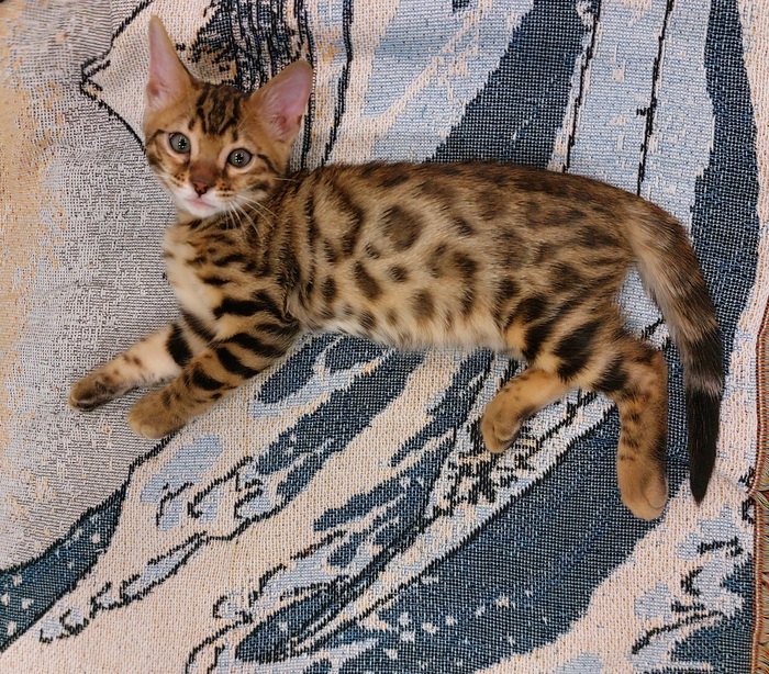 � ����� ���������� ������ ������