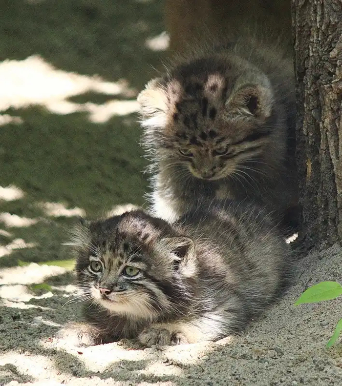 Автор фото <a href="https://pikabu.ru/story/miyata_12853511?u=http%3A%2F%2Fyoutube.com%2Fpost%2FUgkxoYK9M5-5rN_qDF2eylinP1ghXoEvEXhb%3Fsi%3DRpqJbtapDu5vX5JM&t=%D0%90%D0%BD%D0%BD%D0%B0%20%D0%9D%D0%BE%D0%B2%D0%B8%D0%BA%D0%BE%D0%B2%D0%B0%20YT&h=5432cb17d2b149205c631a9eac7ee4ebbcb596f4" title="http://youtube.com/post/UgkxoYK9M5-5rN_qDF2eylinP1ghXoEvEXhb?si=RpqJbtapDu5vX5JM" target="_blank" rel="nofollow noopener">Анна Новикова YT</a>