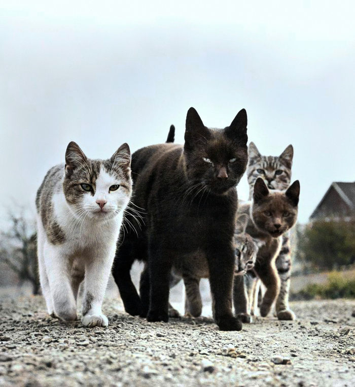 ��������: ������ �������