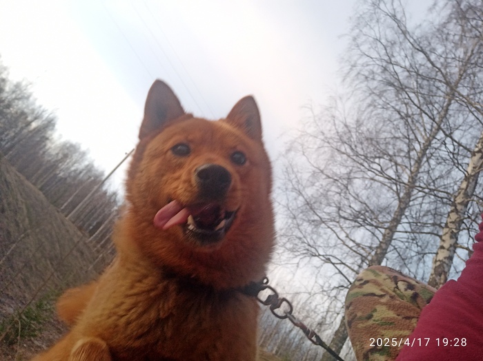 Карело-Финский Лайк