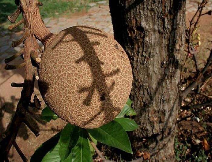   . ,   ?    <!--noindex--><a href="https://pikabu.ru/story/pushechnoe_derevo_12868600?u=http%3A%2F%2Fcurious-world.ru&t=curious-world.ru&h=4a2cbea6a03b3039bb5abf8130d5959e54e5dffa" title="http://curious-world.ru" target="_blank" rel="nofollow noopener">curious-world.ru</a><!--/noindex-->.