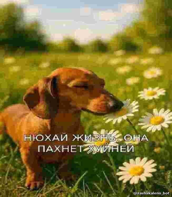  , , ,  , Telegram,  , 
