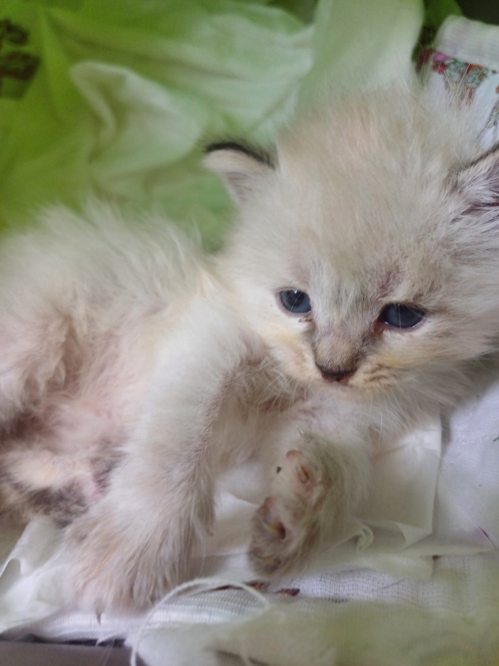 ���� ����� ��� ������� ���������)