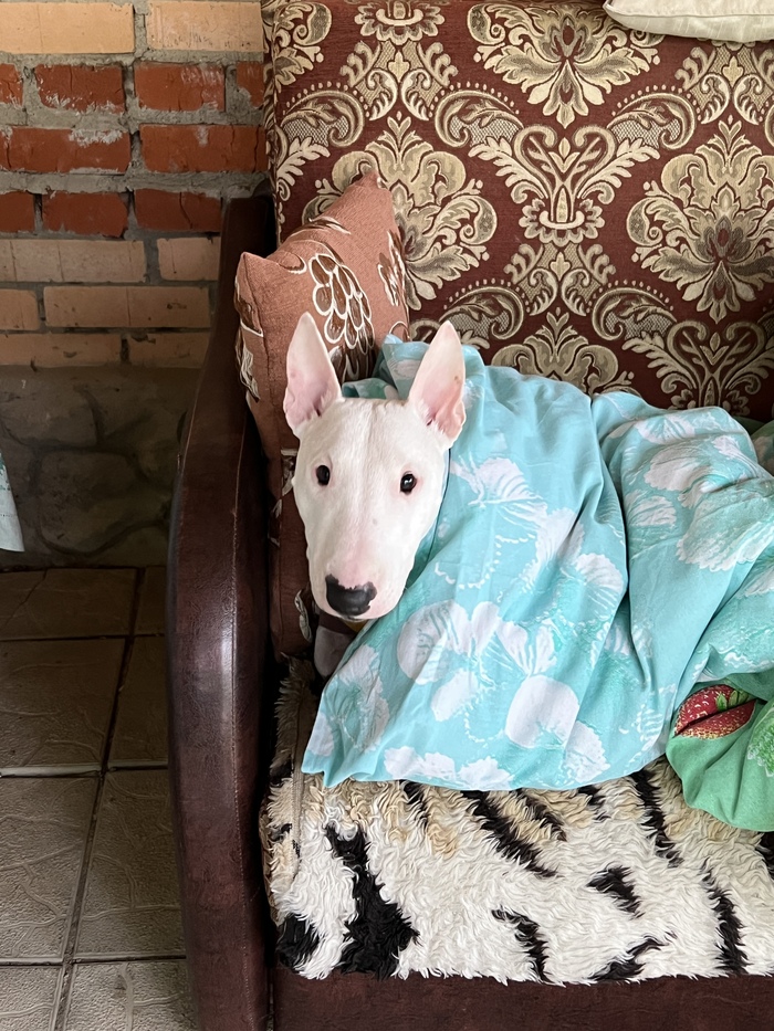 Коля цел! Греется, хвост замерз.