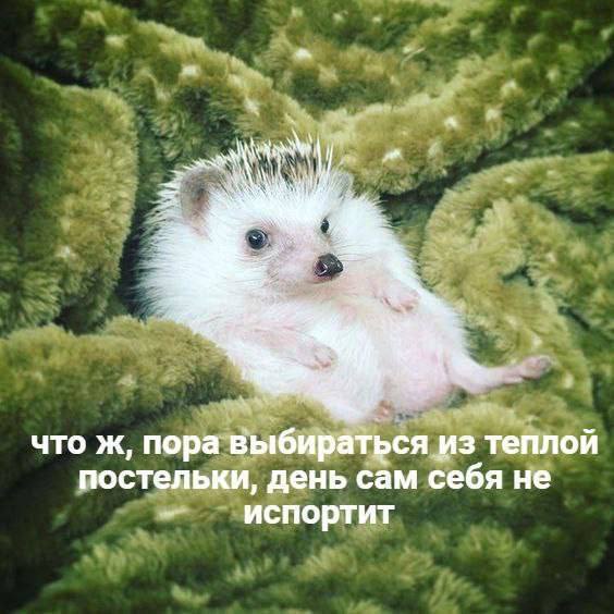 Доброе утро