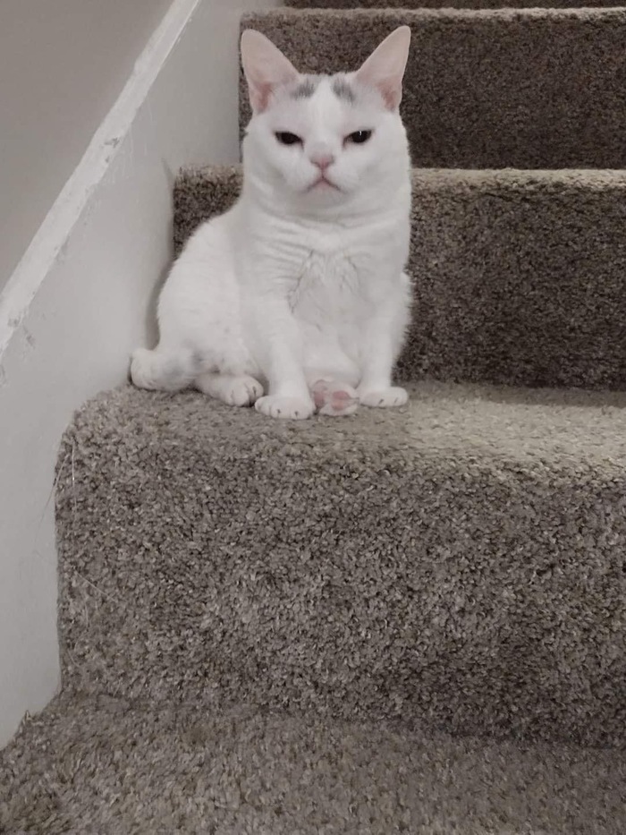   , 
