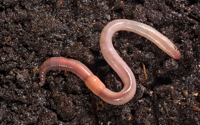 Тайна пояса дождевого червя: Зачем ему нужна перемычка на теле? Дождевые черви, Животные, Дикие животные, Яндекс Дзен, Яндекс Дзен (ссылка), Длиннопост