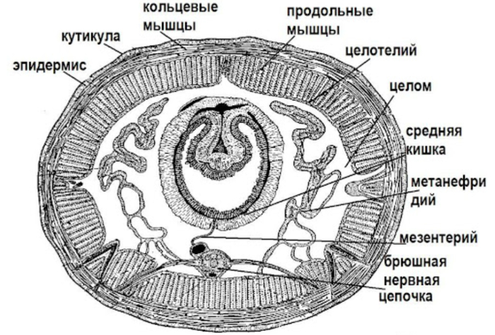    .              .          .