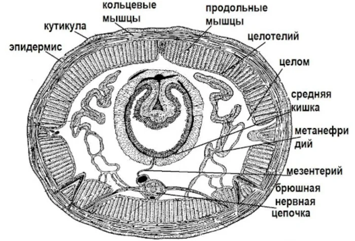 Тайна пояса дождевого червя: Зачем ему нужна перемычка на теле? Дождевые черви, Животные, Дикие животные, Яндекс Дзен, Яндекс Дзен (ссылка), Длиннопост