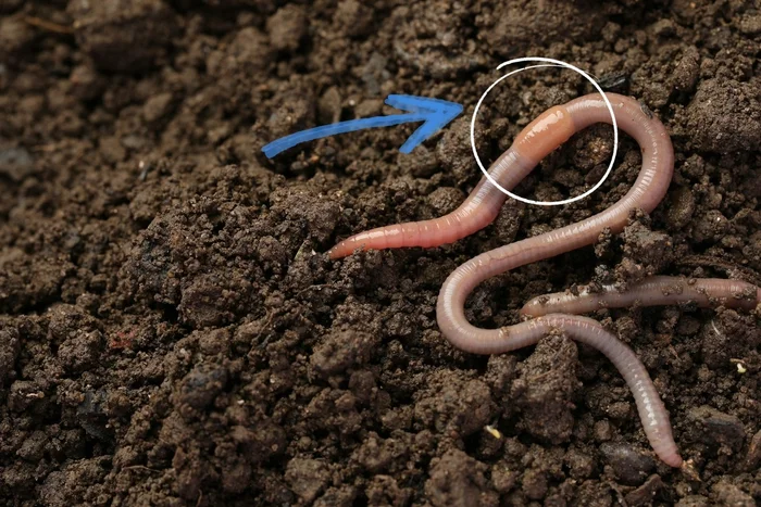 Тайна пояса дождевого червя: Зачем ему нужна перемычка на теле? Дождевые черви, Животные, Дикие животные, Яндекс Дзен, Яндекс Дзен (ссылка), Длиннопост