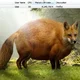 Аватар пользователя Lisichkaxule