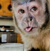 ��� ��. ����. � �������