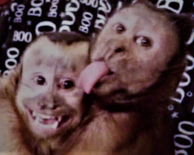 ��� ��. ���������� �� �������. � �����������