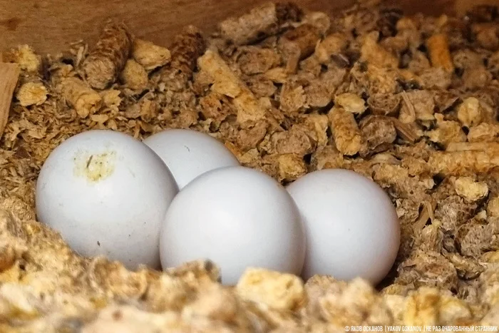 Завёл нелегальную птицеферму в лесу. Что по деньгам Животные, В мире животных, Редкий вид, Дикая природа, Природа России, Птицы, Хищные птицы, Сова, Сокол, Видео, Короткие видео, Длиннопост Завёл нелегальную птицеферму в лесу. Что по деньгам Животные, В мире животных, Редкий вид, Дикая природа, Природа России, Птицы, Хищные птицы, Сова, Сокол, Видео, Короткие видео, Длиннопост