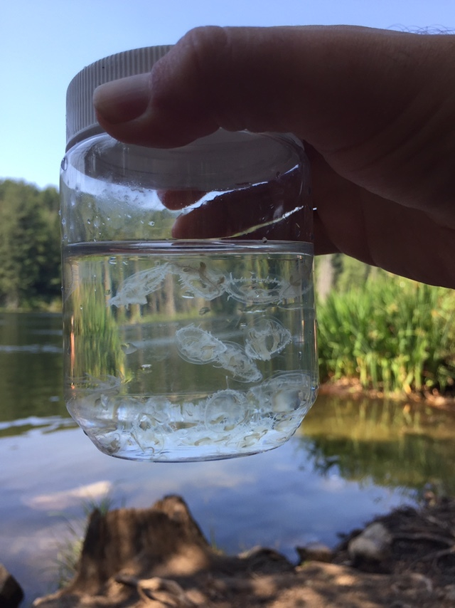 Пожалуй, самый необычный улов, который можно было бы вытащить из реки.