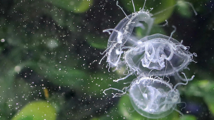 Если летом в реке плавают снежинки, то вас посетили медузы.
