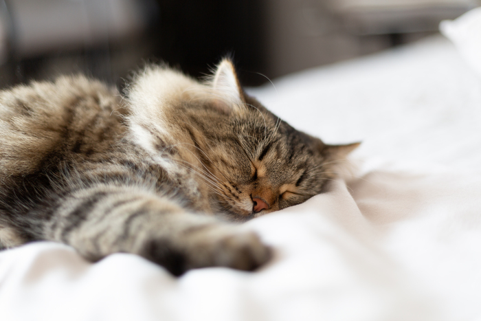 ������ ������ ����