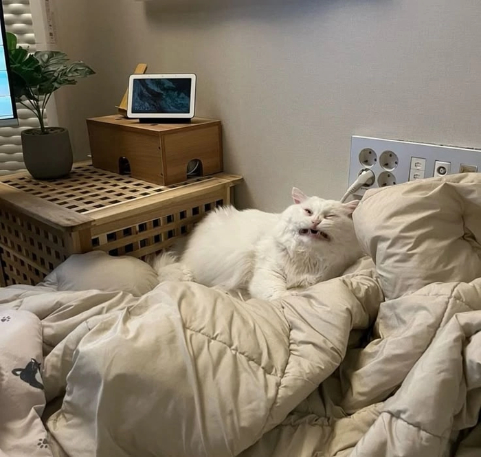 Опять носки из под подушки не убрала?