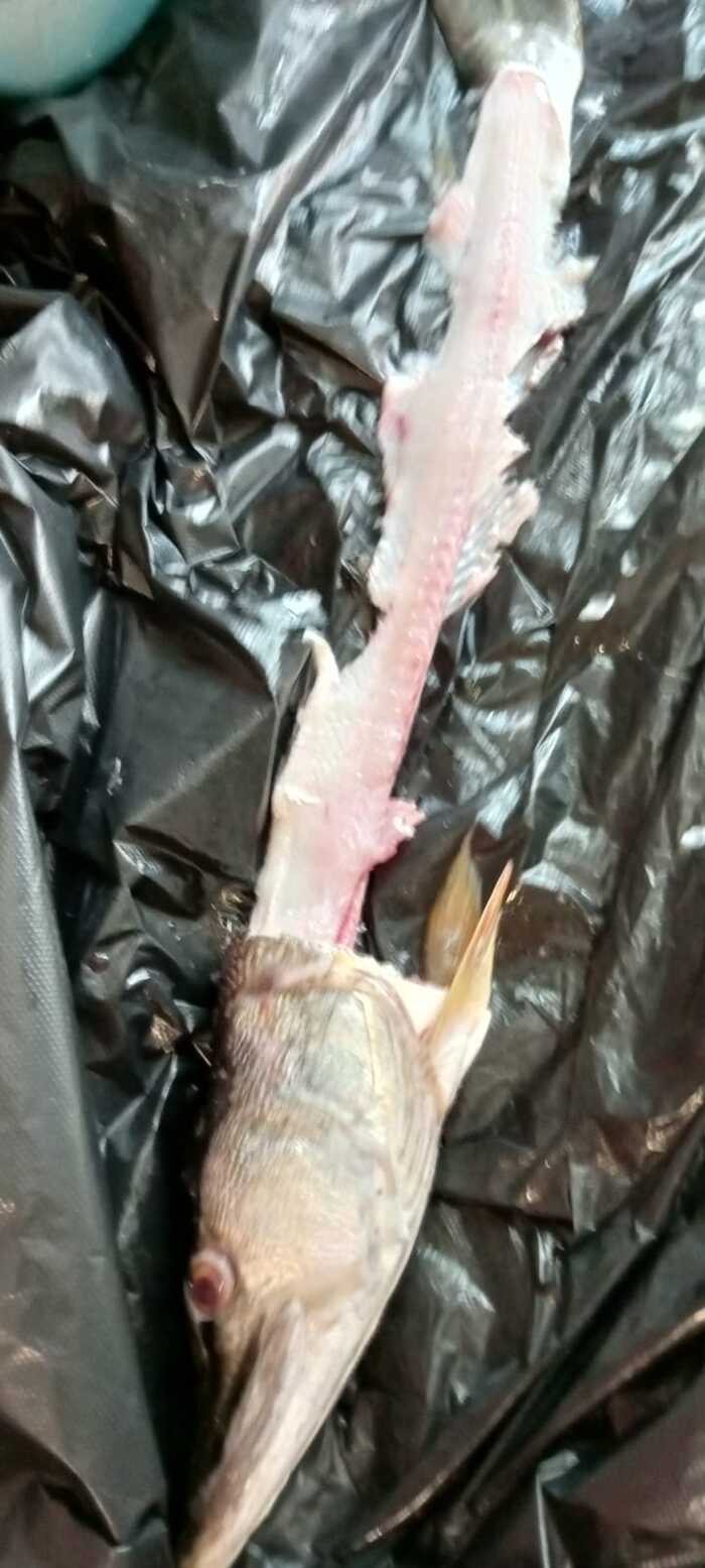 Вот то что осталось .Голову-хребет можно использовать для ухи-бульона.