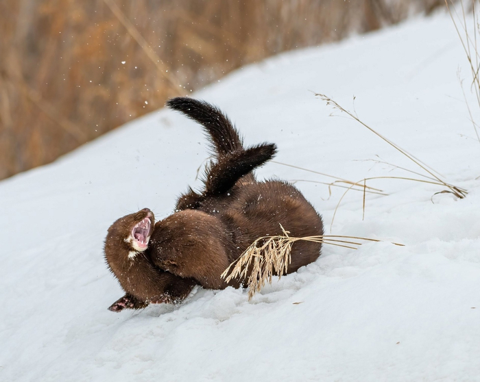 Друг с другом норки коммуницируют при двух обстоятельствах: когда защищают границы и в сезон размножения. И романтикой от этой фотографии не веет...