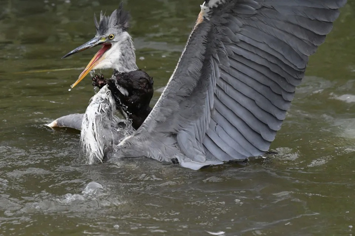 Каждый раз, когда вы боитесь что-то попробовать сделать, вспоминайте про американскую норку. У неё не было и шанса завалить эту гигантскую цаплю. Но попытка — не пытка!