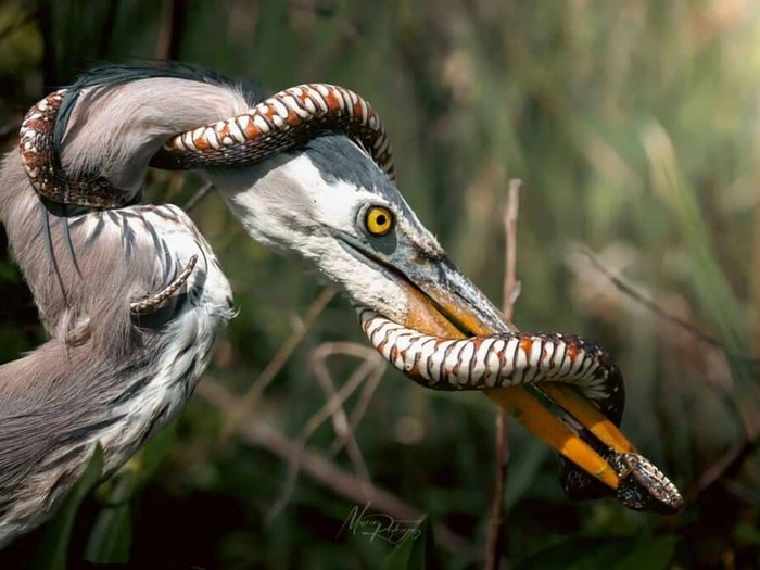 Со змеями бывает сложно. Если не уследить, то их длинные тела стягиваются вокруг шеи птицы, и тут начинается гонка на выносливость. Кто первый ослабит хват — змея или цапля?