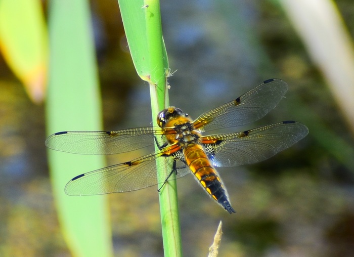 Золотистая красавица...