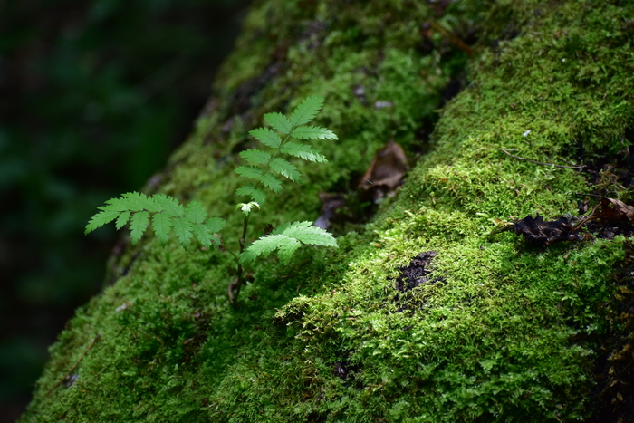 Мини-пальма