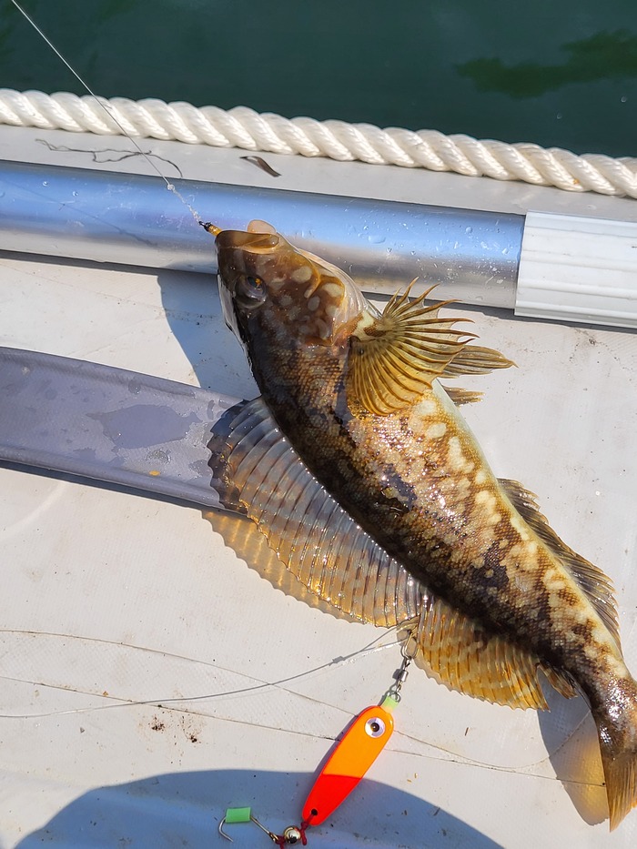 Морской окунь, мы их не едим - пойдет на наживку