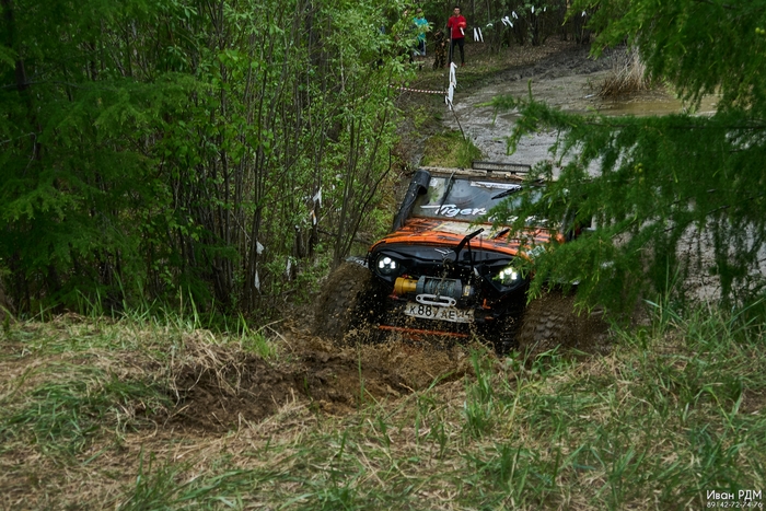 Тигра выглядывает из кустов