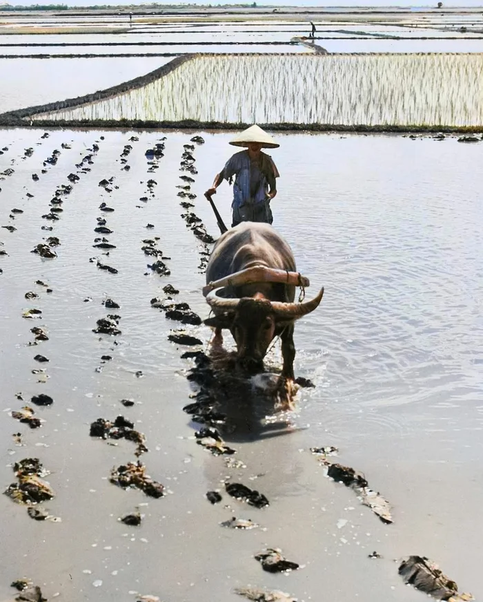 Любопытные фотографии из прошлого стран Азии. 20 раскрашенных фотографий ХХ века. Часть 6 Историческое фото, Старое фото, 20 век, Фотография, Азия, Корея, Южная Корея, Вьетнам, Китай, Япония, Индия, Колоризация, Длиннопост