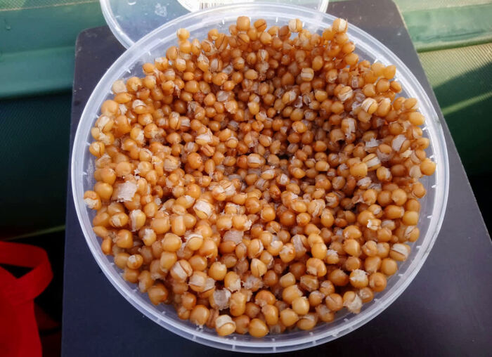 Пропаренная пшеница для рыбалки