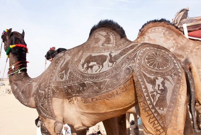   -     .       !    ""      5 .