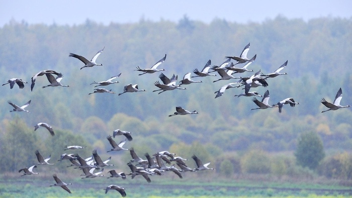 В заказнике "Журавлиная родина"