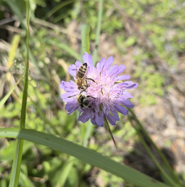Подобие пчелы