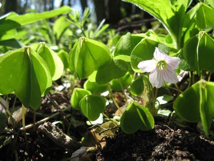 Фото Е. Зотовой с сайта <!--noindex--><a href="https://pikabu.ru/story/zayachya_kapusta_12888284?u=http%3A%2F%2Fplantarium.ru&t=plantarium.ru&h=a99e55320aea562513d8f75971d3e7338d0dbe18" title="http://plantarium.ru" target="_blank" rel="nofollow noopener">plantarium.ru</a><!--/noindex-->.