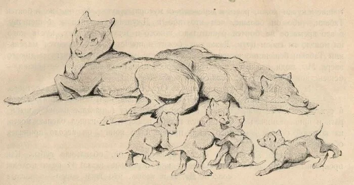 Маугли - выдуманное слово и несуществующая книга Детская литература, Сказка, Редьярд Киплинг, Маугли, Длиннопост