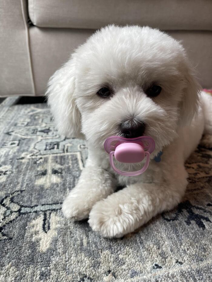 Нашел себе игрушку на прогулке