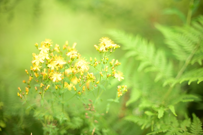  , , , Nikon, , 