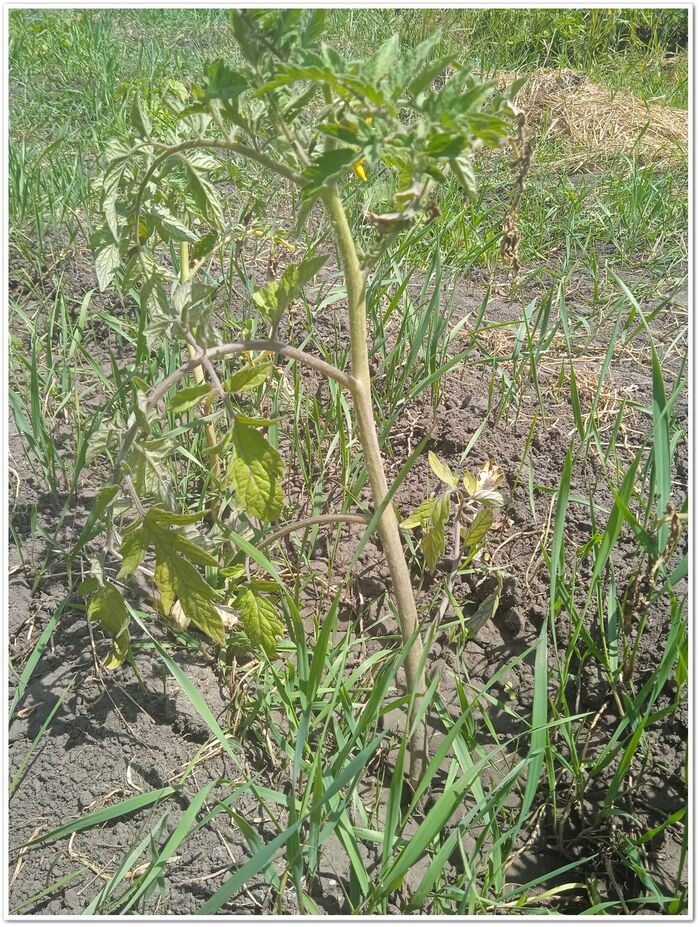 Пырей ползучий: "Хищник" в мире растений и его влияние на экосистему