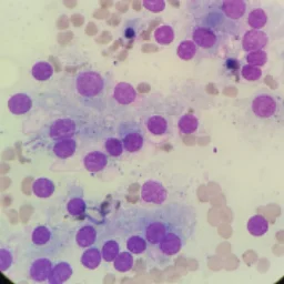 CytoPotato