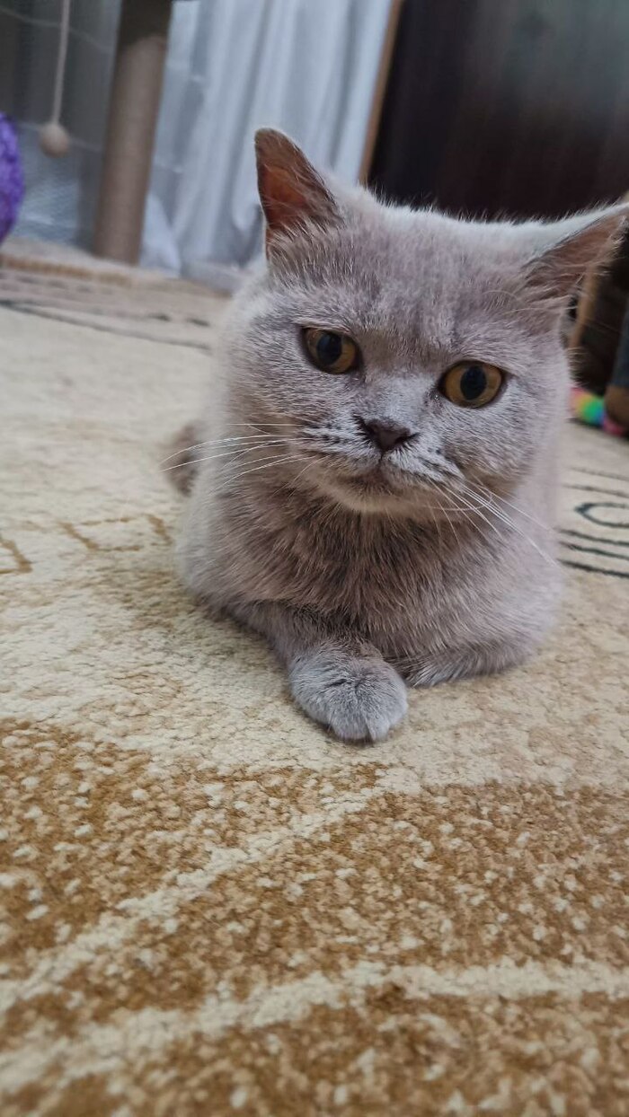    ,  , ,  , 