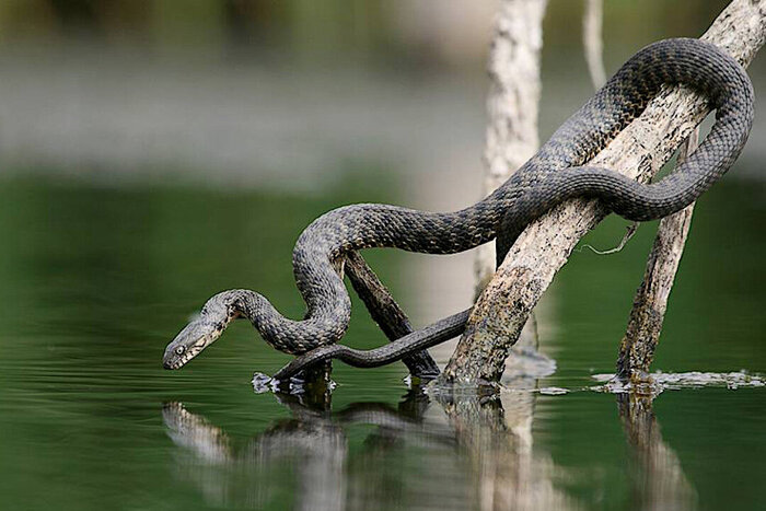   "":   .     , ,  ,  , , , , , 