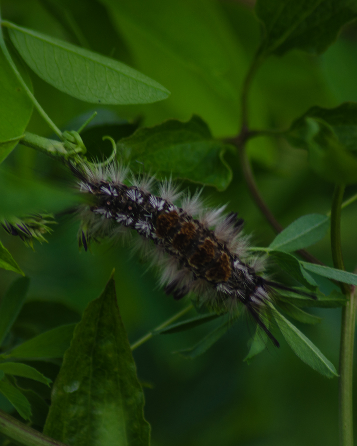 Скоро станет прекрасной бабочкой